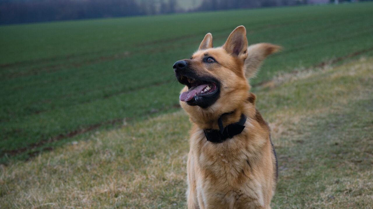 Fotka psa na louce, foceno pro recenzi foťáku Nikon Z50II