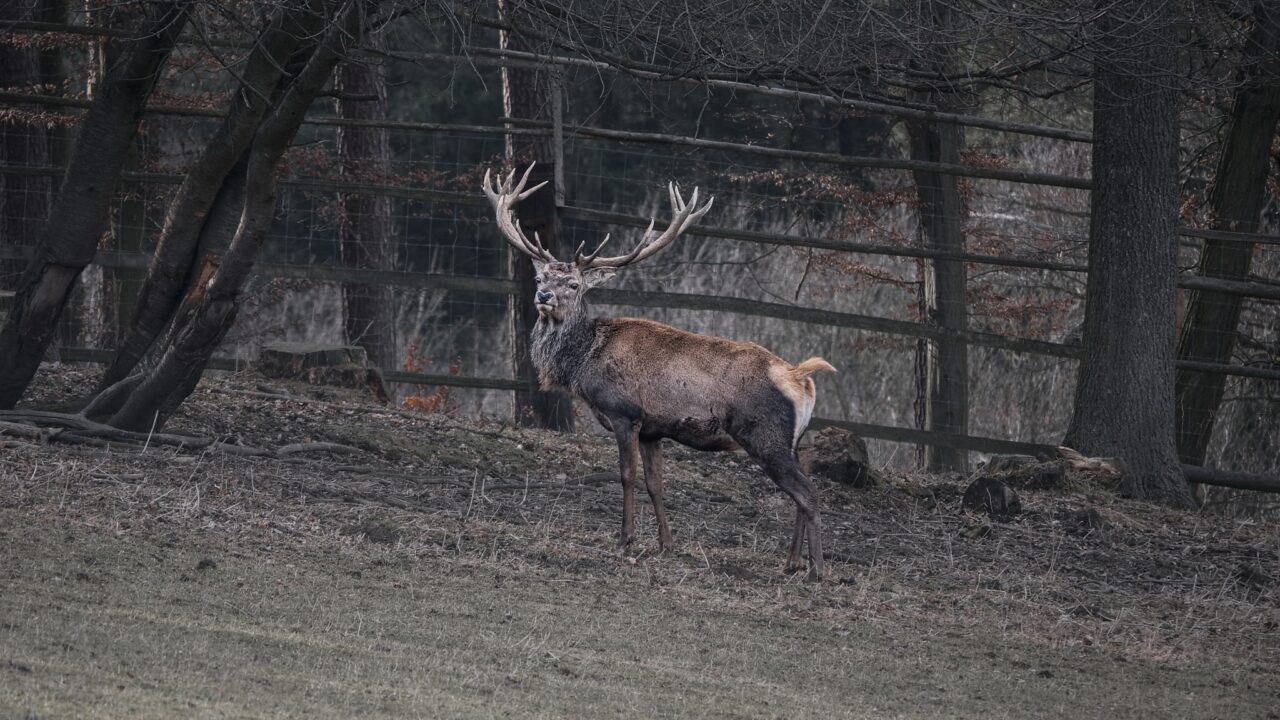 Jelen v oboře, foceno pro recenzi foťáku Nikon Z50II