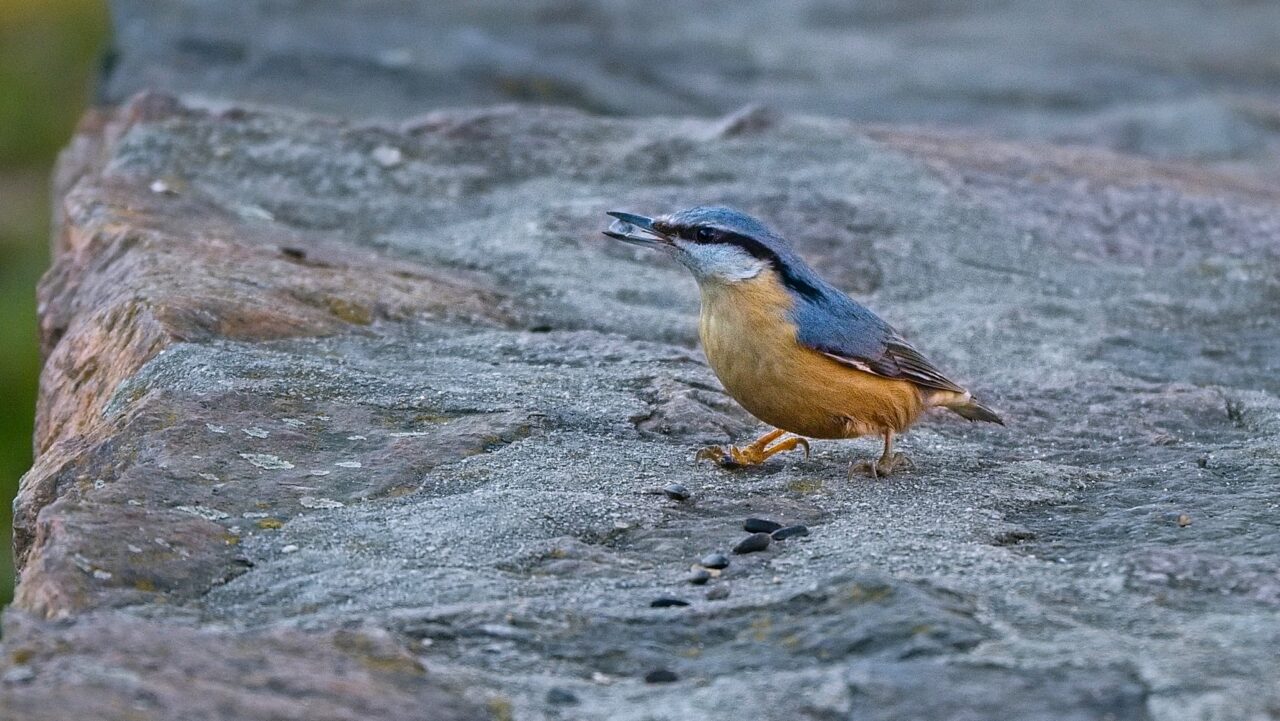 Ledňáček na skále, foceno pro recenzi foťáku Nikon Z50II