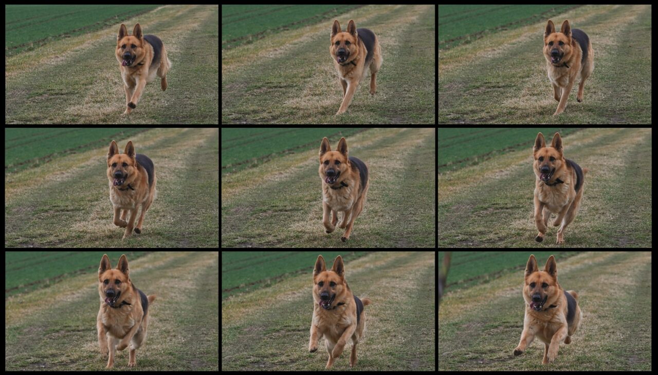 Sériové snímání běžícího psa, foceno pro recenzi foťáku Nikon Z50II