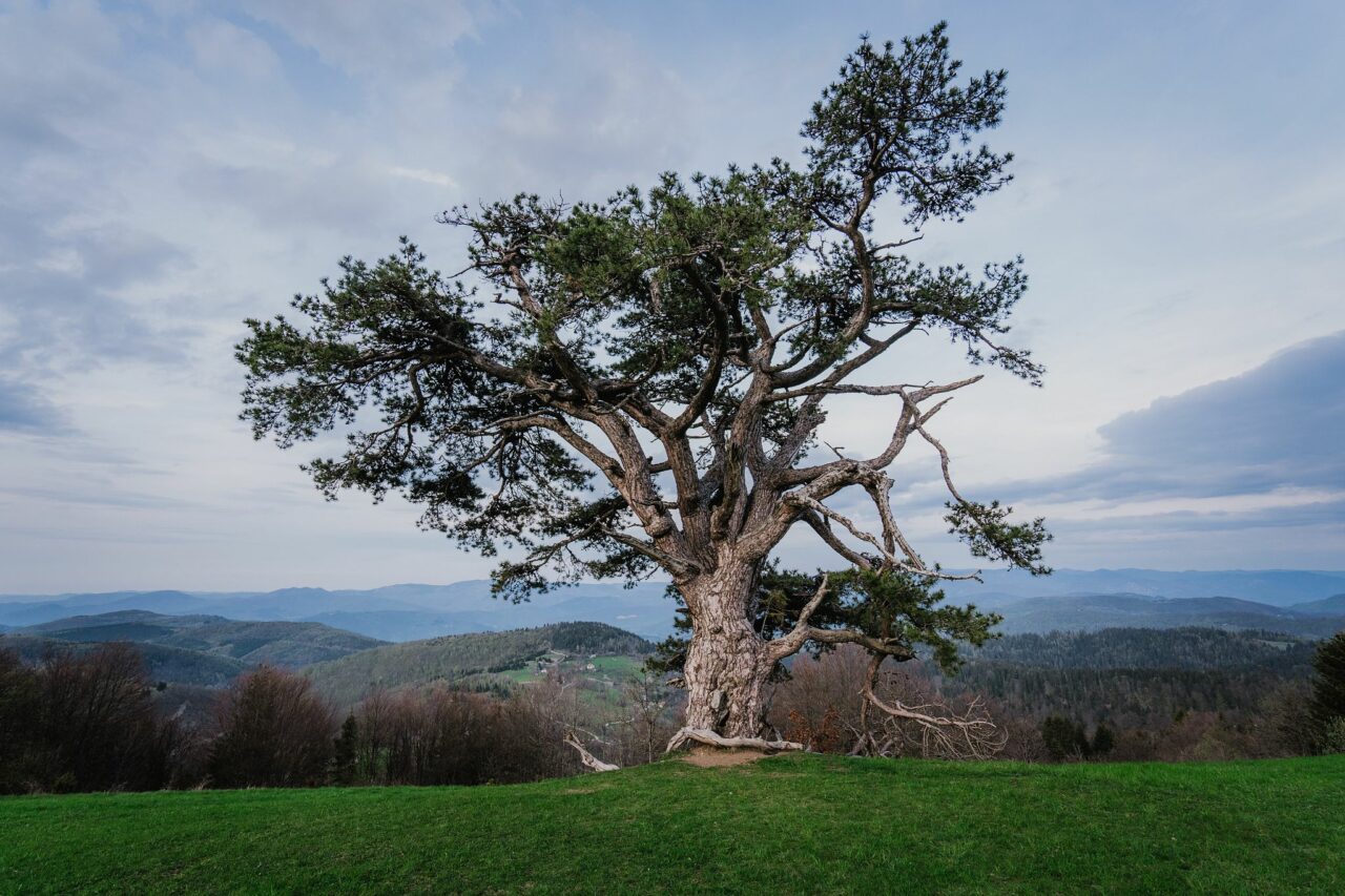 © Ondrej Čechvala, Srbsko